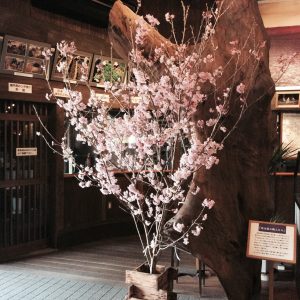 <p>明治蔵入り口に立派な桜がやってきました！</p>
